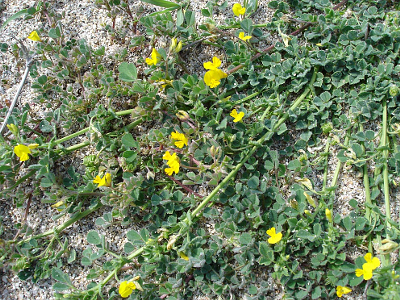 ALFALFA.jpg