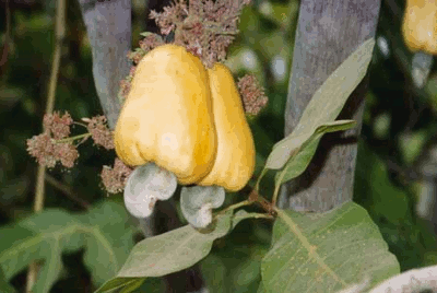 ANACARDIUM