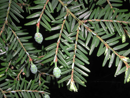 Abies Canadensis