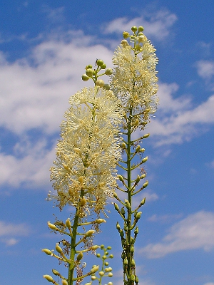 Actaea racemosa