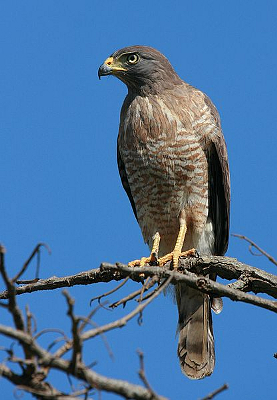 BUTEO