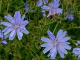 Chicory.jpg