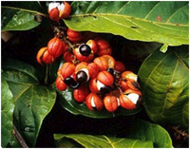 GUARANA.jpg