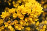 Gorse.jpg