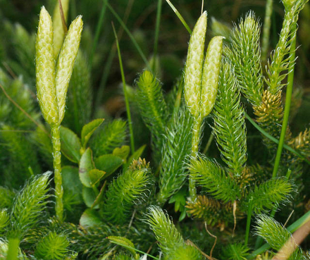 Lycopodium_clavatum