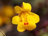 Mimulus.jpg