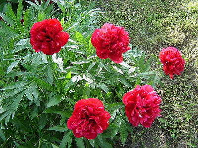 Paeonia Officinalis