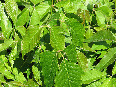 rhus toxicodendron)