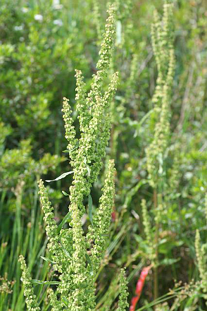 Rumex crispus jpg