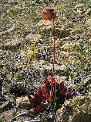 http://www.polykhrest.od.ua/upload/drugs_week/SARRACENIA%20PURPUREA.jpg