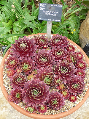 Sempervivum.JPG