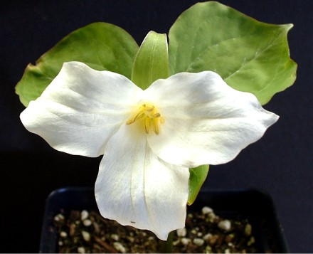 TRILLIUM_PENDULUM