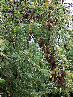 Tamarindus_indica_pods