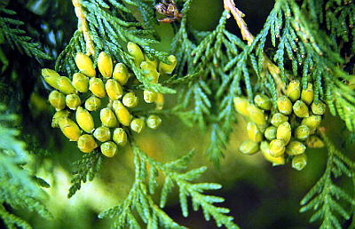 Thuja_occidentalis.jpg