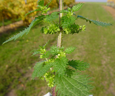 Urtica urens