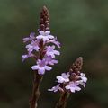 Vervain.jpg