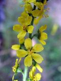 agrimony.jpg