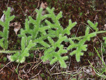 lycopodium