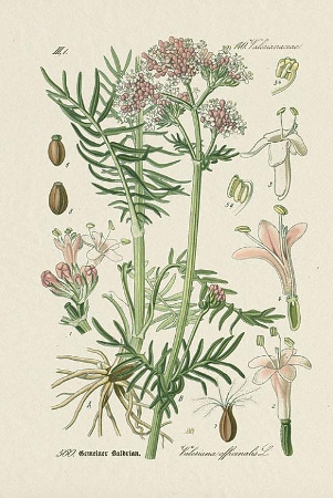 valeriana