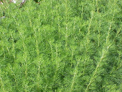 Artemisia_abrotanum