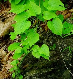 Teleangiectasii (vene păianjen) - de ce apar?