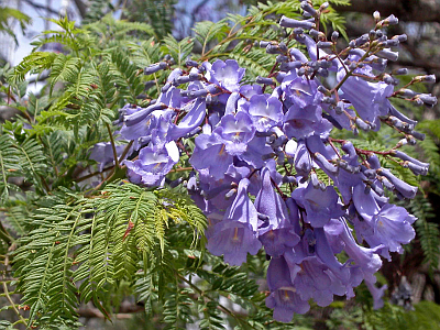 Гомеопатическое лекарство JACARANDA