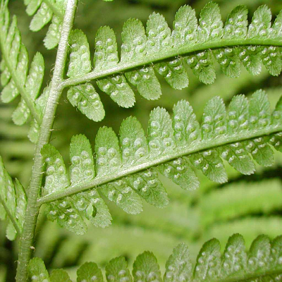 cuprum oxydatum